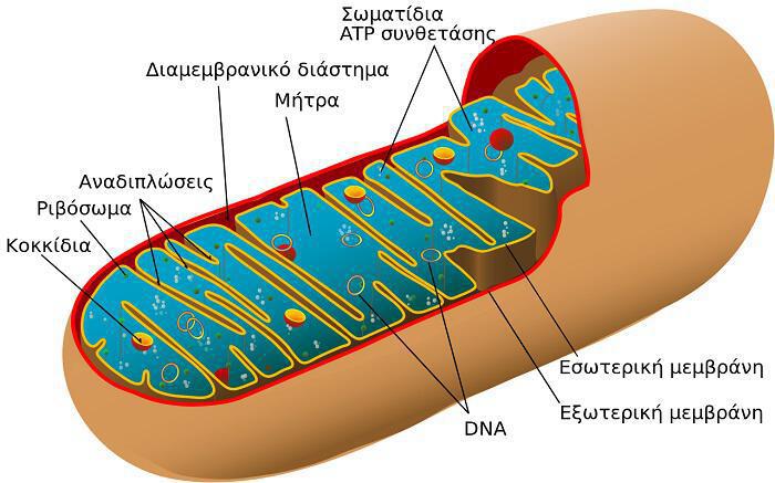 ta-mitohondria-mas-itan-kapote-parasita
