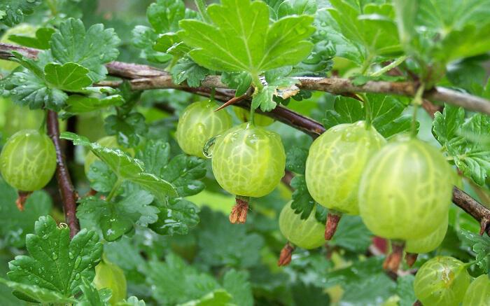 Λαγοκέρασο-Ribes uva-crispa: Μούρο ωφέλιμο και καλλωπιστικό