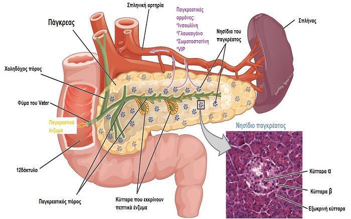 Οι ορμόνες του παγκρέατος: Ινσουλίνη, γλυκαγόνη, σωματοστατίνη και γαστρίνη