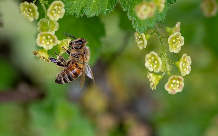 Τα μυστικά λειτουργίας του ανθρώπινου εγκεφάλου «ξεκλειδώνουν» οι... μέλισσες