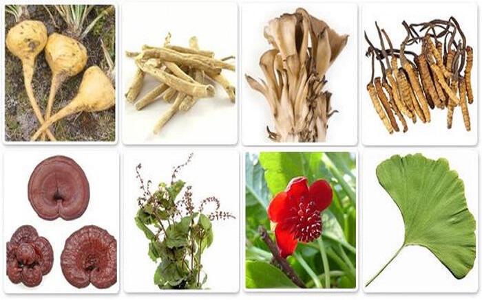 7 προσαρμογόνα βότανα που βοηθούν να μειώσουμε τα επίπεδα κορτιζόλης