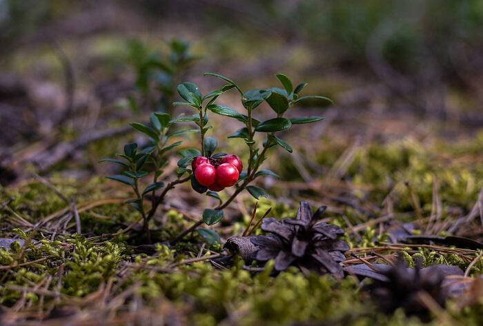 Cranberries-Κράνμπερι: Μοναδικά για καλή υγεία