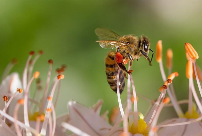Έκκληση βοήθειας για τις μέλισσες-Ας αρχίσουμε να φυτεύουμε Μελισσοκομικά Φυτά