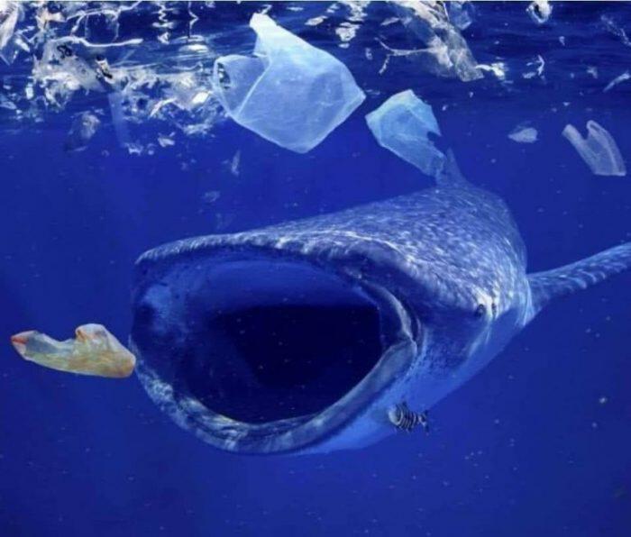 Μία εικόνα χίλιες λέξεις: Σε τί κόσμο θέλετε να ζήσετε; φάλαινα τρώει πλαστικά σκουπίδια