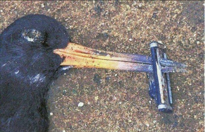 Μία εικόνα χίλιες λέξεις: πεθαμένο πουλί ράμφος σκουπίδια