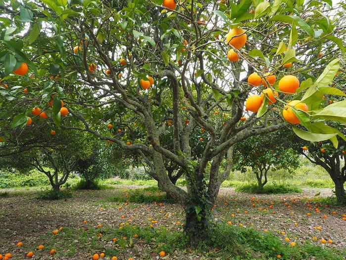 Πορτοκαλιά και πορτοκάλι: Θεραπευτικές ιδιότητες και χρήσεις