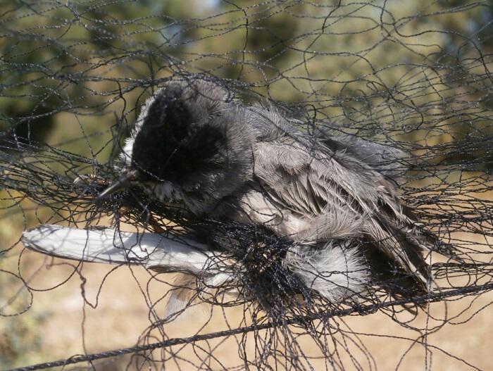 ΑΔΙΑΝΟΗΤΟ: 25 εκατομμύρια πουλιά θανατώνονται παράνομα στη Μεσόγειο κάθε χρόνο