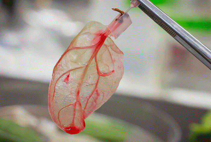 Ερευνητές μετέτρεψαν φύλλα σπανακιού σε λειτουργικό καρδιακό ιστό