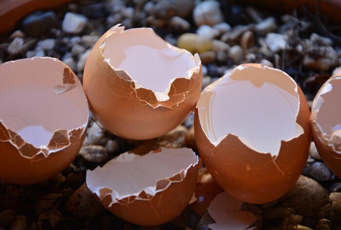 Τσόφλια αυγών: Γιατροσόφια και θεραπευτικές χρήσεις
