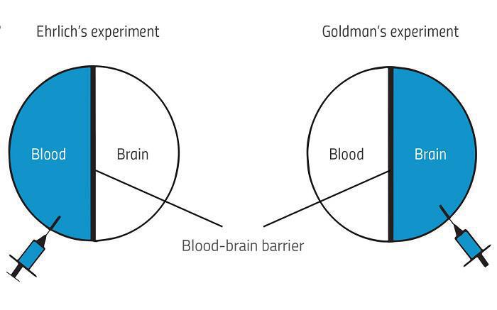 Αιματοεγκεφαλικός φραγμός: Ο Φύλακας πειράματα εγχύσεως χρωστικών Ehrlich και Goldman