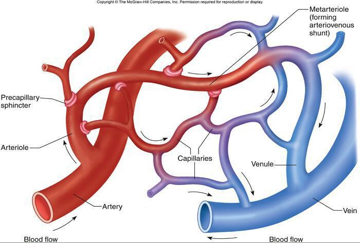 Αιμοφόρα αγγεία: Εξασφαλίζουν πως όλα τα ζωτικά όργανα παίρνουν οξυγόνο και θρεπτικά συστατικά