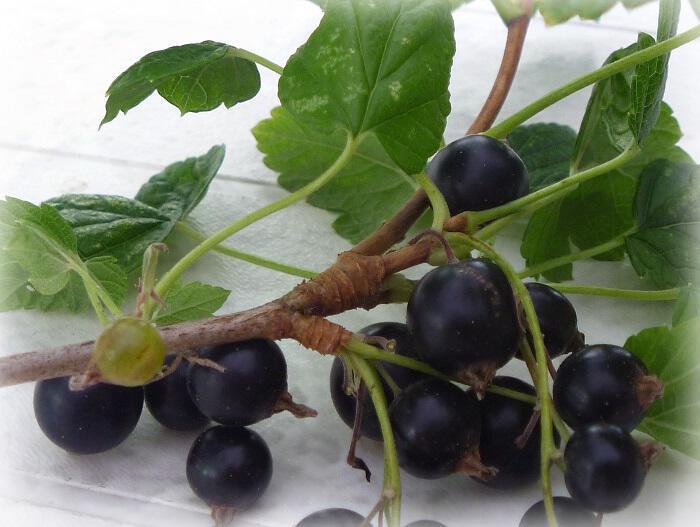 Φραγκοστάφυλο-Ribes nigrum: Μειώνει ουρικό οξύ και πίεση, ανακουφίζει από ρευματικούς πόνους, αρθρίτιδα και ποδάγρα