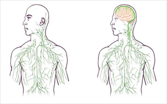 Η σύνδεση εγκεφάλου-λεμφικού-ανοσοποιητικού συστήματος ρίχνει φως σε πλήθος νευρολογικών διαταραχών
