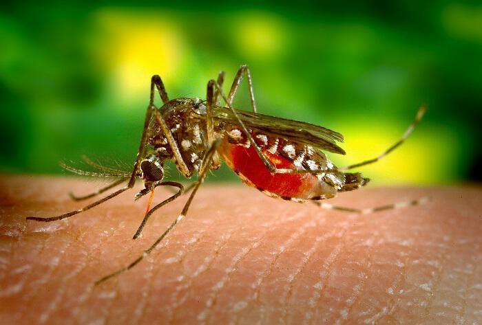 Τρόποι αντιμετώπισης της φαγούρας από τσιμπήματα κουνουπιών