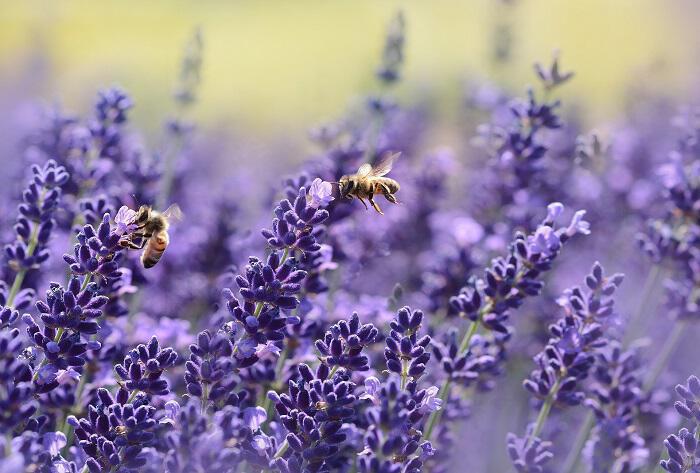 Νεονικοτινοειδή: Μαζικός θάνατος μελισσών~Μέλι με τοξικές ουσίες