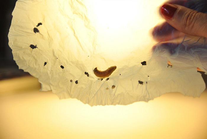 Ανακαλύφθηκαν σκουλήκια και κάμπιες που τρώνε πλαστικό, αλλά "συν Αθηνά και χείρα κίνει"