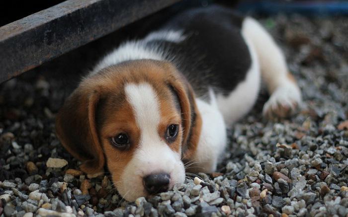 Λεϊσμανίαση: Γιατί πρέπει να ελέγχονται οι σκύλοι κάθε Φθινόπωρο