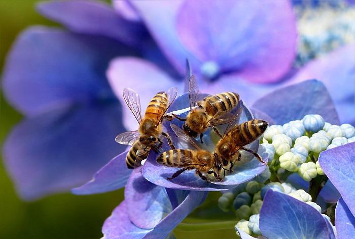 Μέλισσες: ΥΠΌ ΕΞΑΦΆΝΙΣΗ τα πλέον σημαντικά έμβια όντα στον πλανήτη