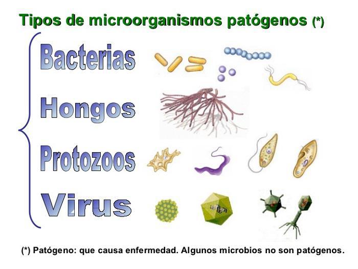 Μικρόβια: Βακτήρια-Ιοί-Μύκητες-Παράσιτα~Κατανοήστε πώς λειτουργούν και προστατευτείτε