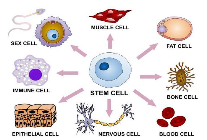 Βλαστοκύτταρα: Ιατρικές Εφαρμογές και Χρήσεις - Τελομεράση