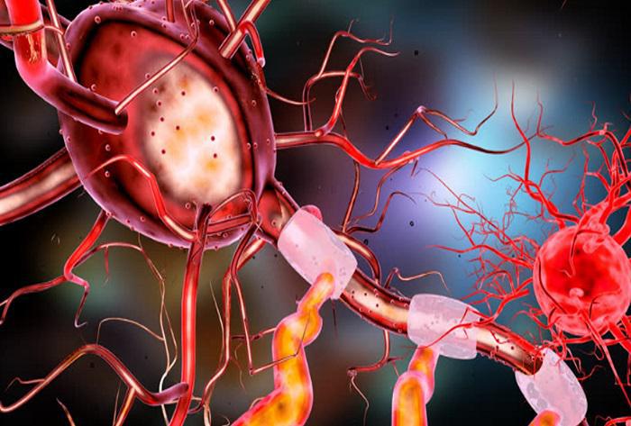Νευροδιαβιβαστές και συνάψεις: Οι χημικοί αγγελιοφόροι του εγκεφάλου επηρεάζουν την υγεία