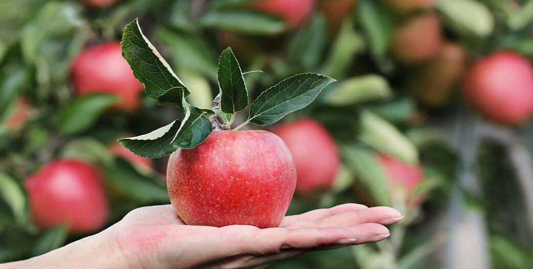 Οι θαυματουργές επιδράσεις του μήλου στο καρδιαγγειακό