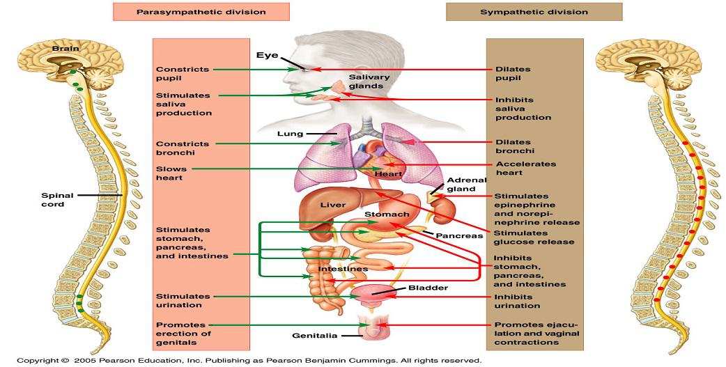 Αυτόνομο νευρικό σύστημα, χρόνιο στρες και κόπωση επινεφριδίων