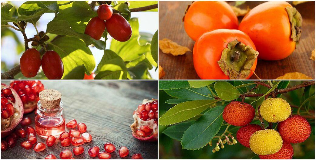 Κράνα-τζίτζιφα-λωτοί-φιρίκια-κούμαρα: «Ξεχασμένα» ελληνικά φρούτα με ισχυρή αντιοξειδωτική δράση