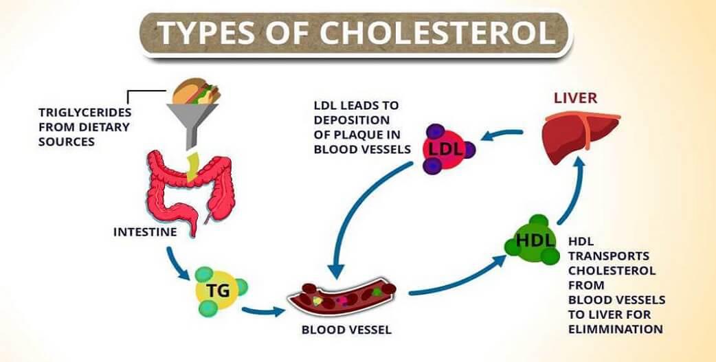 Προσοχή στις στατίνες~Η «κακή» χοληστερόλη-LDL βοηθά να ζήσουμε περισσότερο