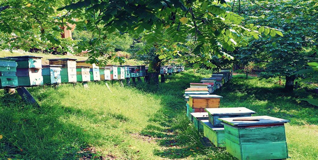 Πώς η ελληνική μελισσοκομεία οδηγείται στην καταστροφή