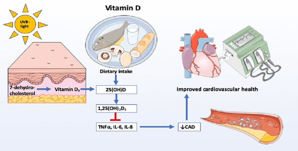 Η αλληλεπίδραση της Βιταμίνης D με τη Χοληστερίνη