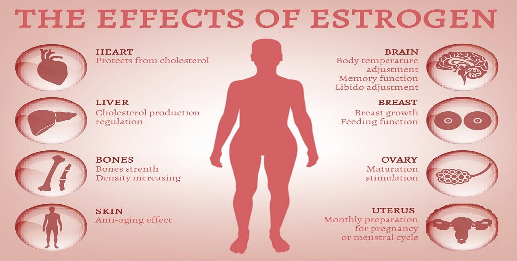 Οιστρογόνα: Απαραίτητα για ισορροπημένο και υγιές σώμα και πνεύμα