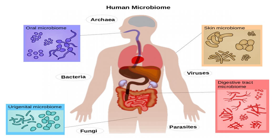 Έρευνα: Μικροβίωμα & Μικροβιοσύνθεση~Μια Διαφορετική Θεραπευτική Προσέγγιση