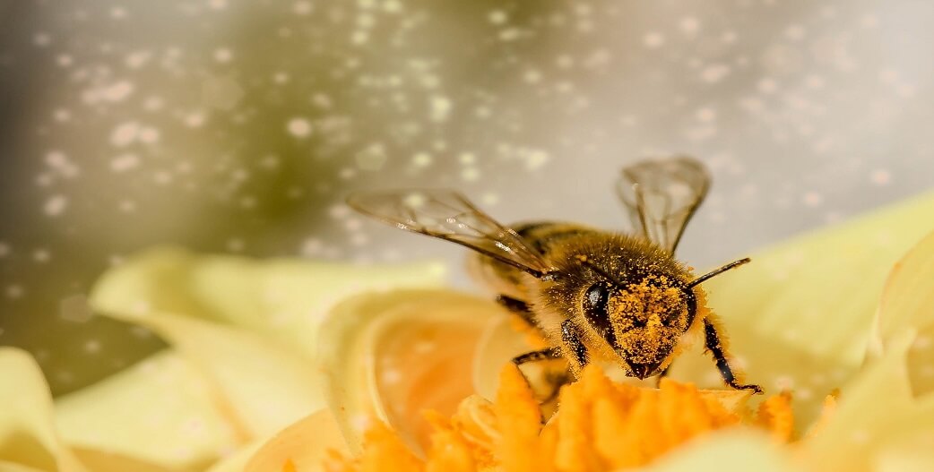 Γύρη μέλισσας: 5 λόγοι για να τη δοκιμάσετε 