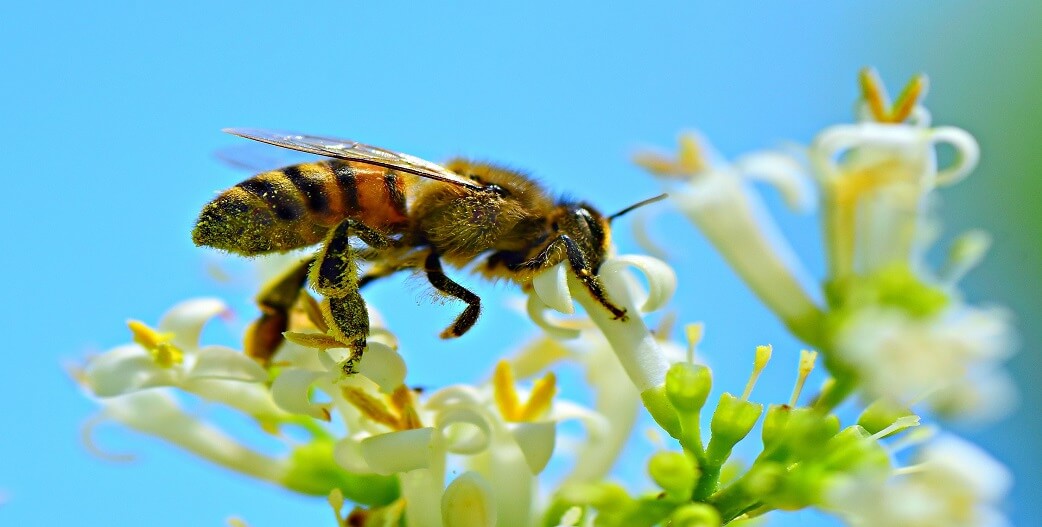 ΕΕ: Η διασφάλιση υψηλού επιπέδου προστασίας των μελισσών και άλλων επικονιαστών είναι ζωτικής σημασίας για το περιβάλλον