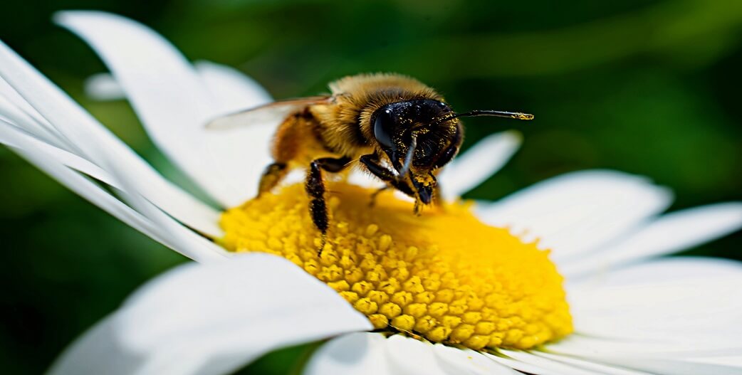 Ήταν επιστημονική φαντασία, είναι γεγονός: Παράγουν μέλι, χωρίς μέλισσες
