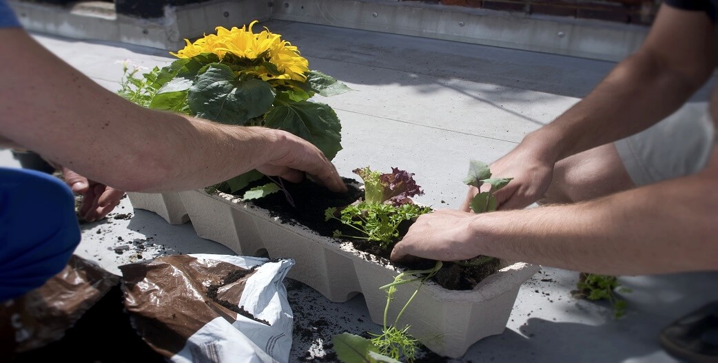 Χρήσιμες συμβουλές για να ξεκινήσετε έναν λαχανόκηπο στο μπαλκόνι σας