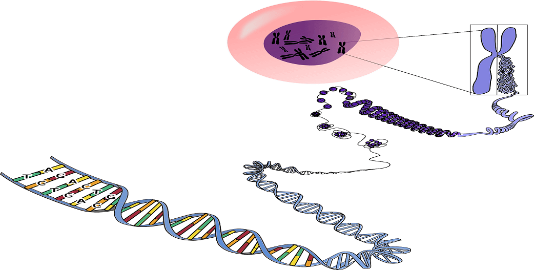 Ο γενετικός κώδικας: Από το DNA στο RNA και τις πρωτεΐνες