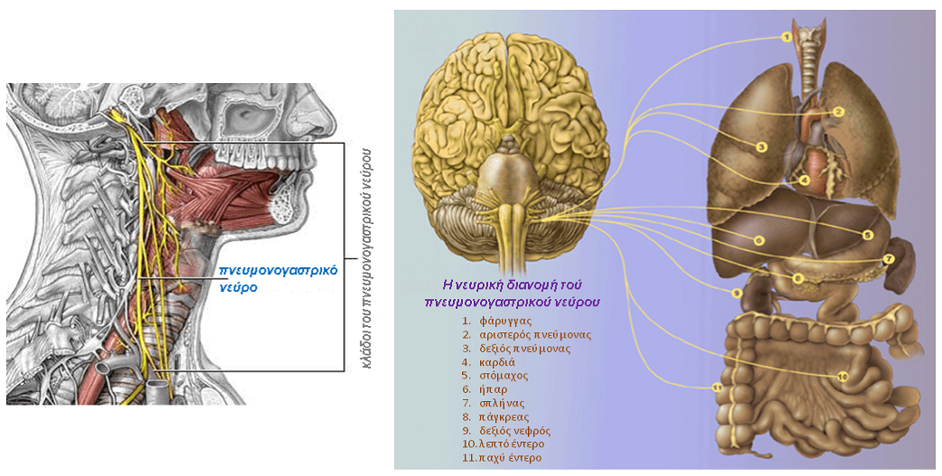 Οι Τοξίνες του Εγκεφάλου και το Πνευμονογαστρικό Νεύρο