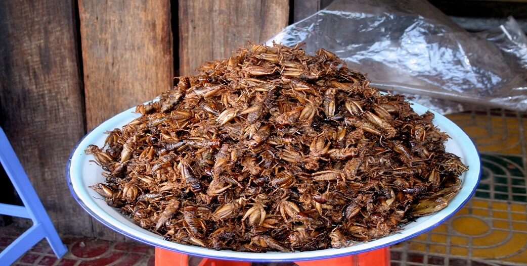 Κομισιόν: Γρύλος, το τρίτο έντομο που εγκρίθηκε ως τρόφιμο για την ΕΕ