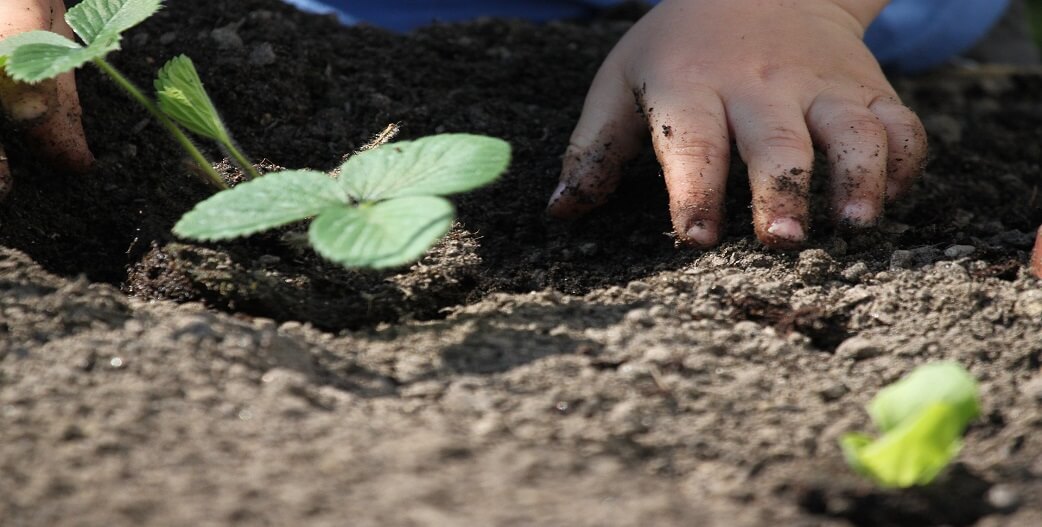 Εντυπωσιακό και οικολογικό: Πώς να προστατέψετε τα φυτά σας με σόδα