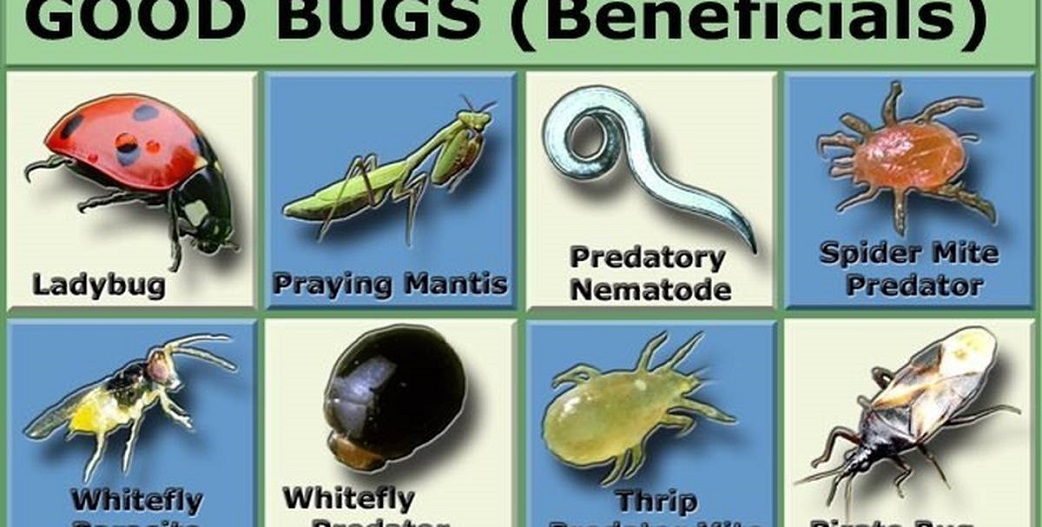 Βιολογικές καλλιέργειες: Ωφέλιμα έντομα-θηρευτές που εξοντώνουν τα επιβλαβή