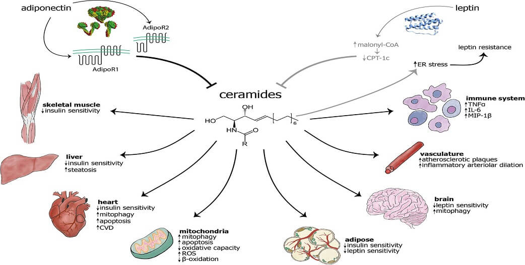 Λιπαρά Κεραμίδια-Ceramides: Ισχυρός προγνωστικός δείκτης για καρδιαγγειακές παθήσεις