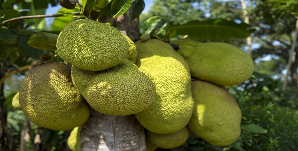 Jackfruit: Εξωτικό, γευστικό φρούτο με πολλά οφέλη