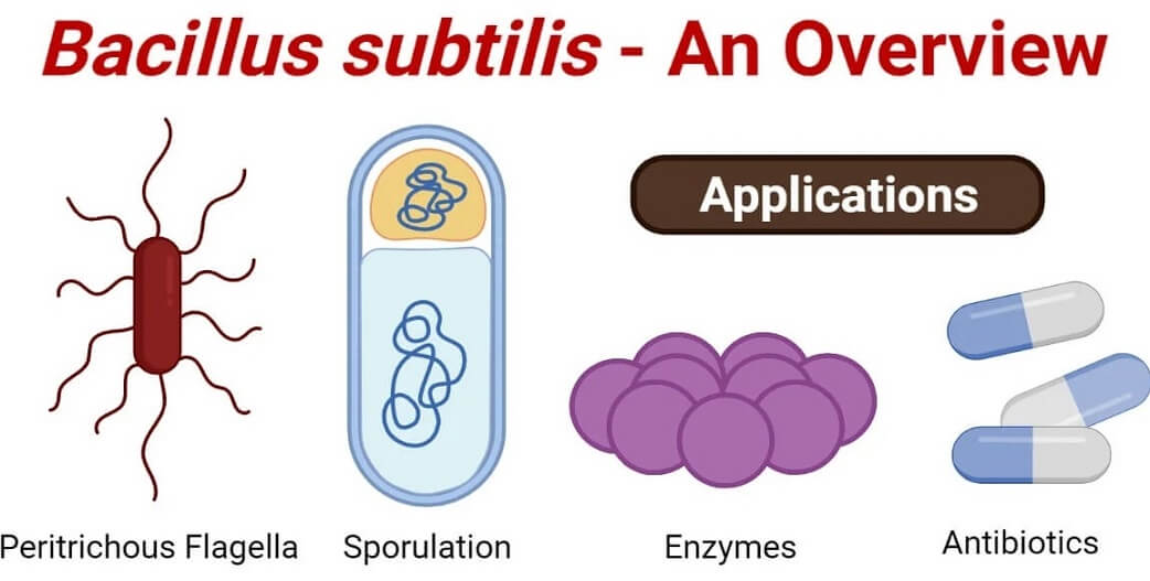 Bacillus subtilis: Το «βακτήριο της χρονιάς» στην υπηρεσία της υγείας μας