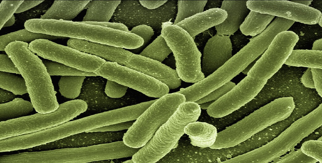 Κολοβακτηριδιο ή Eschericia coli-E.coli: Επικινδυνότητα, τρόποι μετάδοσης, πρόληψη και αντιμετώπιση