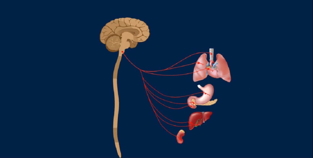 Πνευμονογαστρικό νεύρο: Συνδέεται άμεσα με την αποκατάσταση της υγείας~Πώς ενεργοποιείται