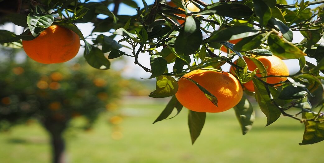 Πορτοκάλι: Στηρίζει το καρδιαγγειακό, το ανοσοποιητικό, το δέρμα, έχει αντιφλεγμονώδη δράση