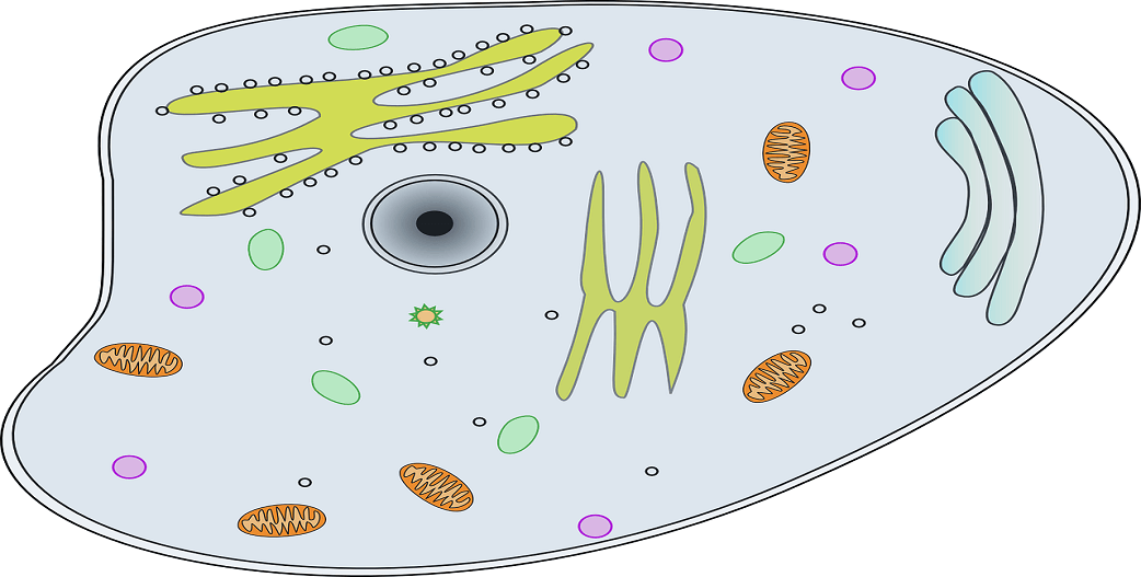 Απόπτωση: Φιλί προγραμματισμένου κυτταρικού θανάτου, από το μιτοχόνδριο