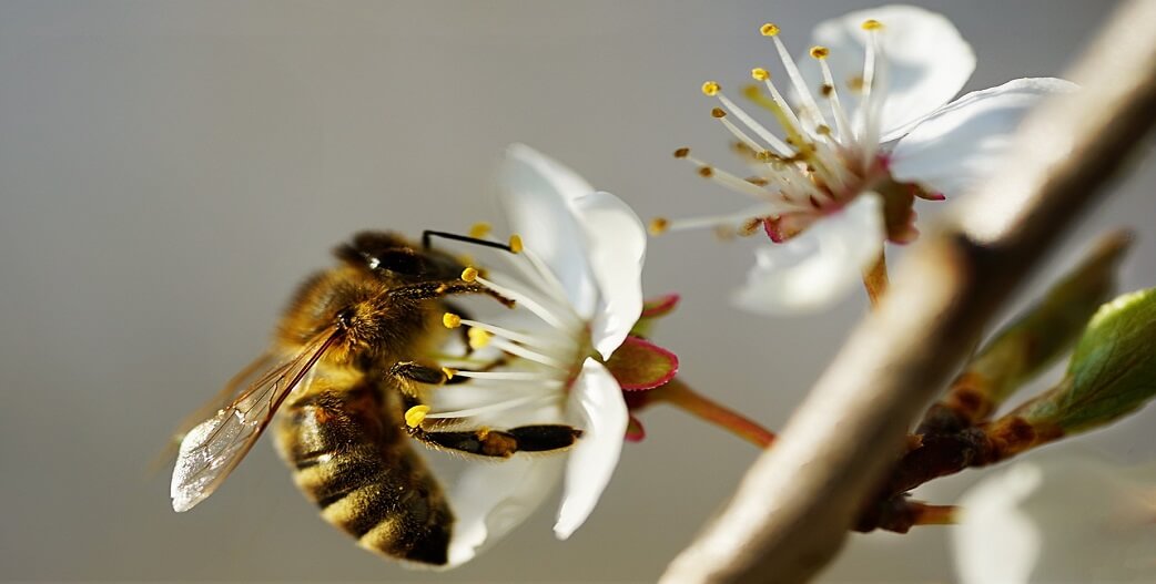 Μέλισσα: Αυτό το πλάσμα είναι ένα θαύμα της Φύσης! 